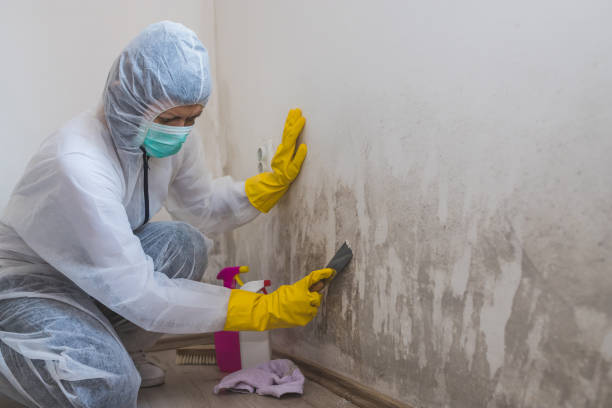 Best Mold Remediation for Healthcare Facilities  in Presidio, TX