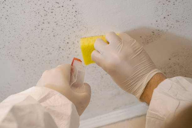 Best Biohazard Mold Removal  in Presidio, TX