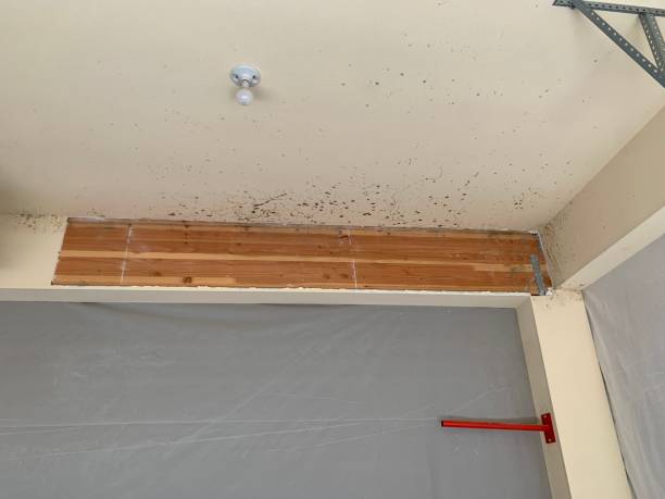 Best Forensic Mold Investigation  in Presidio, TX